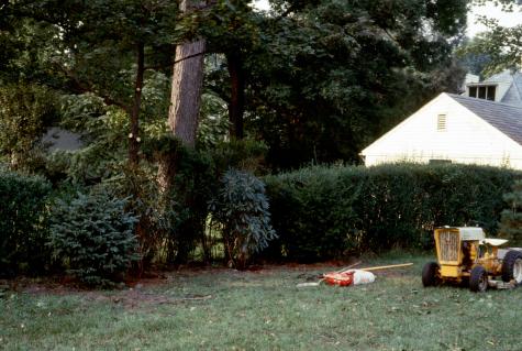 Evergreen screening by Walter Close